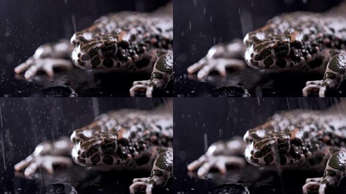 野地蟾蜍下雨滴，特写夜景拍摄。Natterjack呼吸着，看着相机。神奇的青蛙眨眼，搅动鼻孔，宏观。