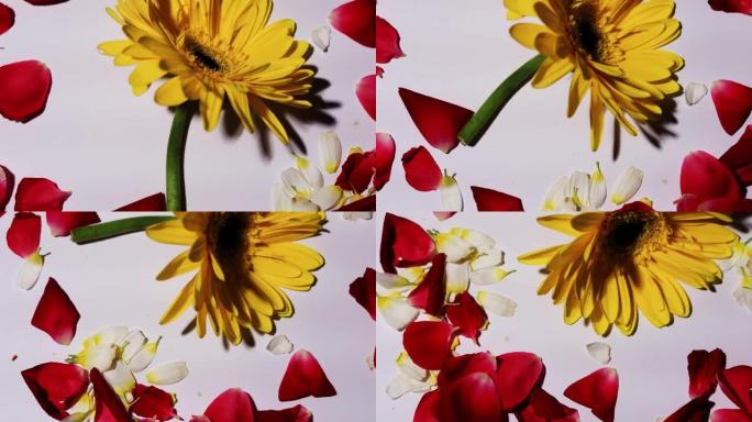 单黄花落叶桌面旋转视图。