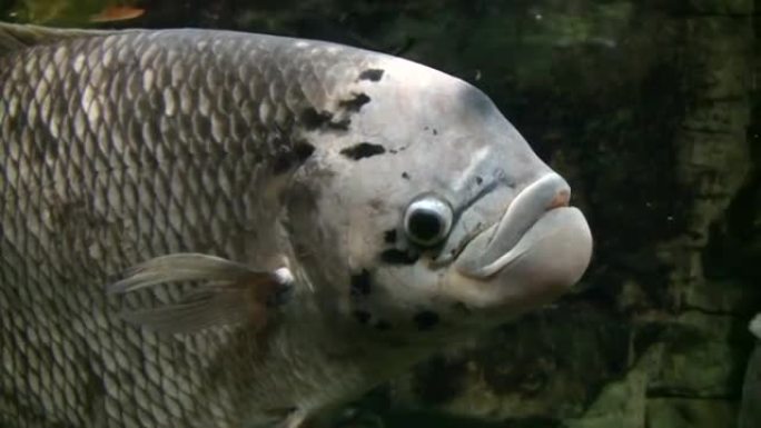 巨型古拉米在水族馆游泳的特写镜头 (高清)