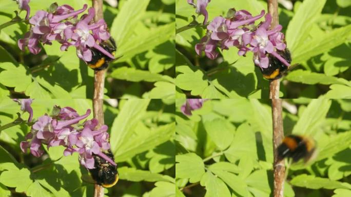 大黄蜂在早春对fumewort (Corydalis solida) 的授粉