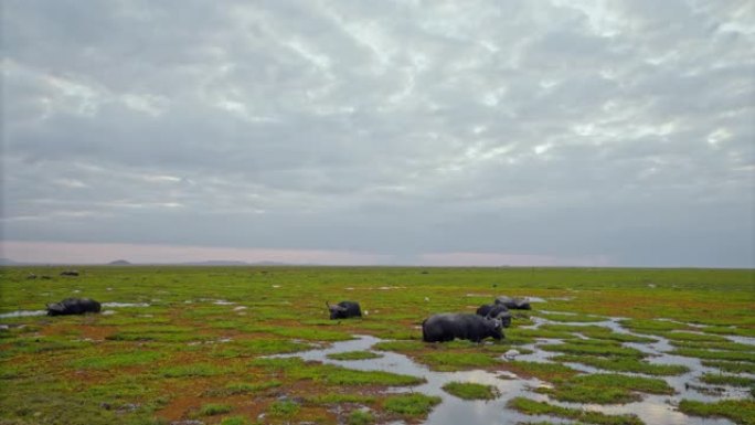 水牛涉水穿过湿地，从水坑喝水，背景是多云的天空，肯尼亚安博塞利国家公园