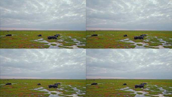 水牛涉水穿过湿地，从水坑喝水，背景是多云的天空，肯尼亚安博塞利国家公园