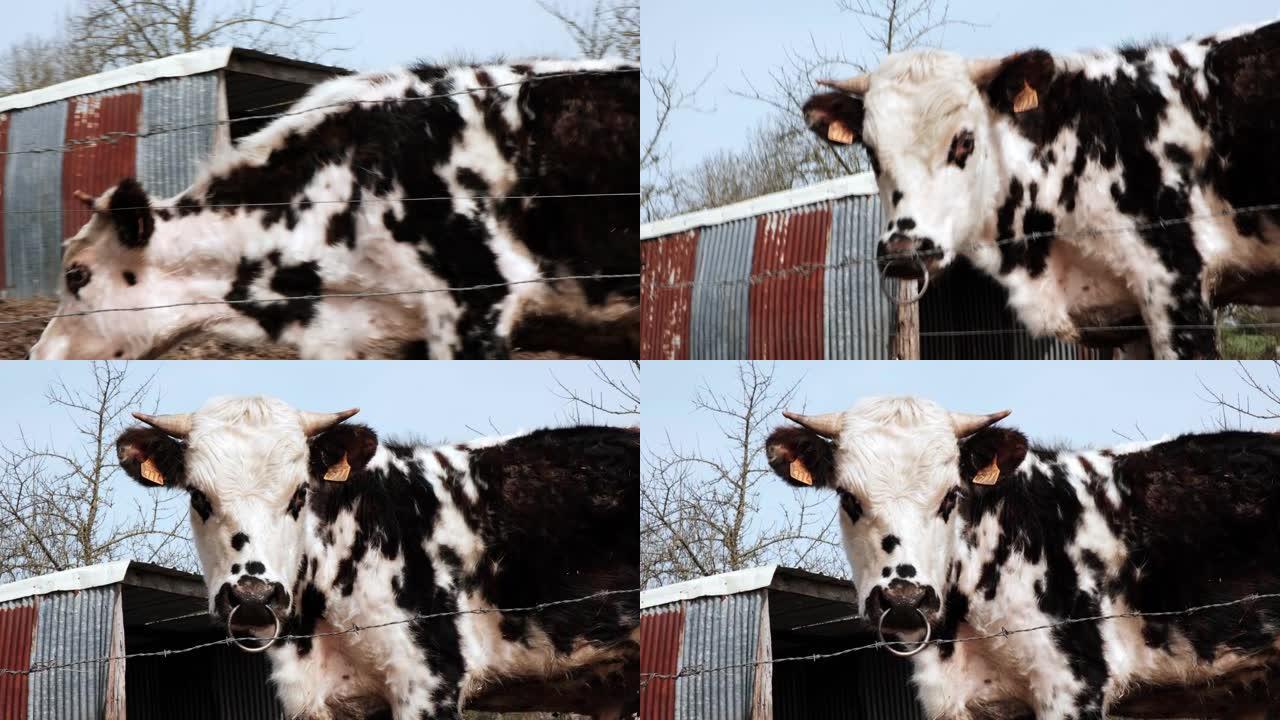 铁丝网后面的牛躺着站起来。一头白色和黑色的牛，鼻环对着蓝天。动物保护，农业。