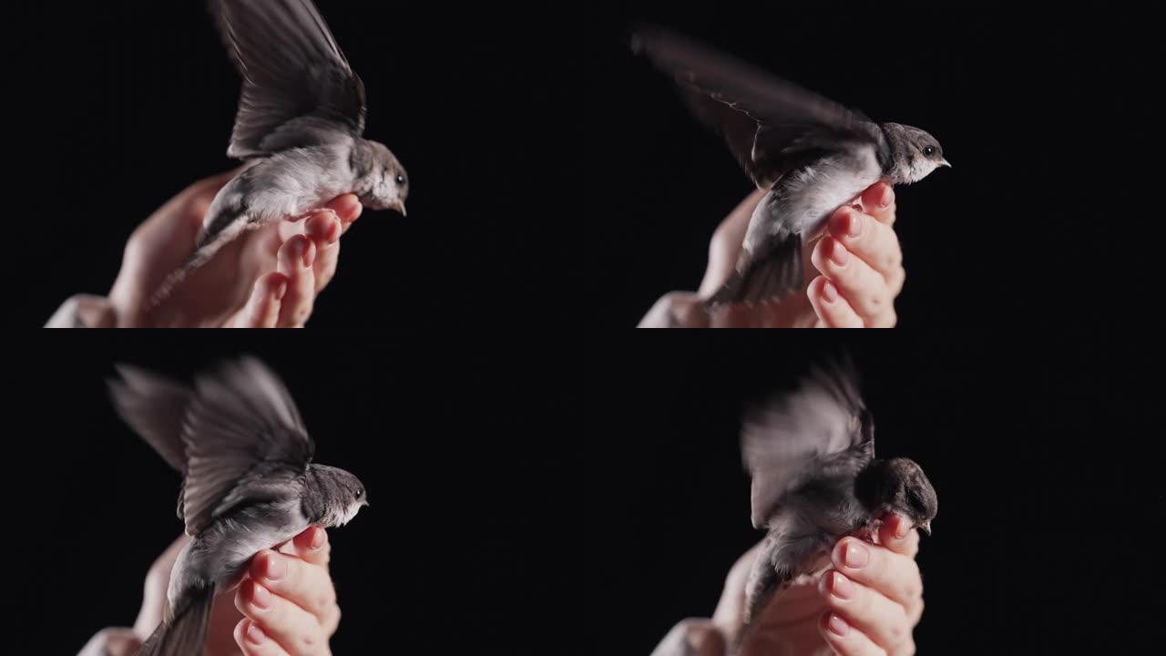 谷仓燕子的肖像 -- 女性手中的希伦多·鲁斯蒂卡。驯服的小鸟小鸡张开翅膀，在黑暗的工作室背景下教飞行