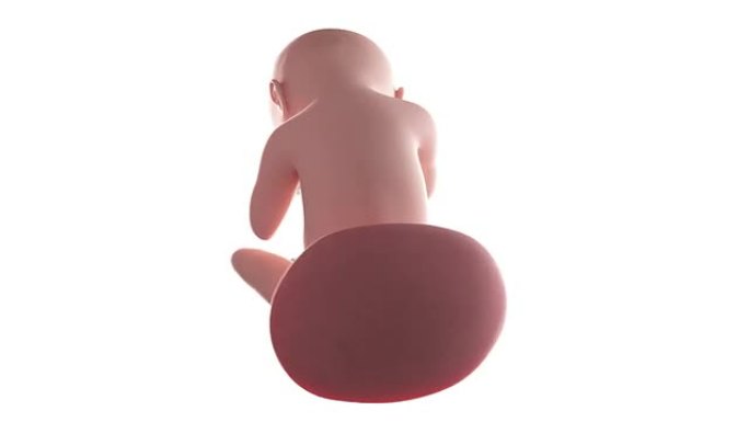 胎儿动画-第38周