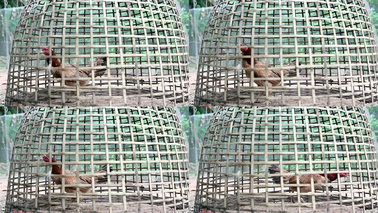 竹笼里的鸡生活