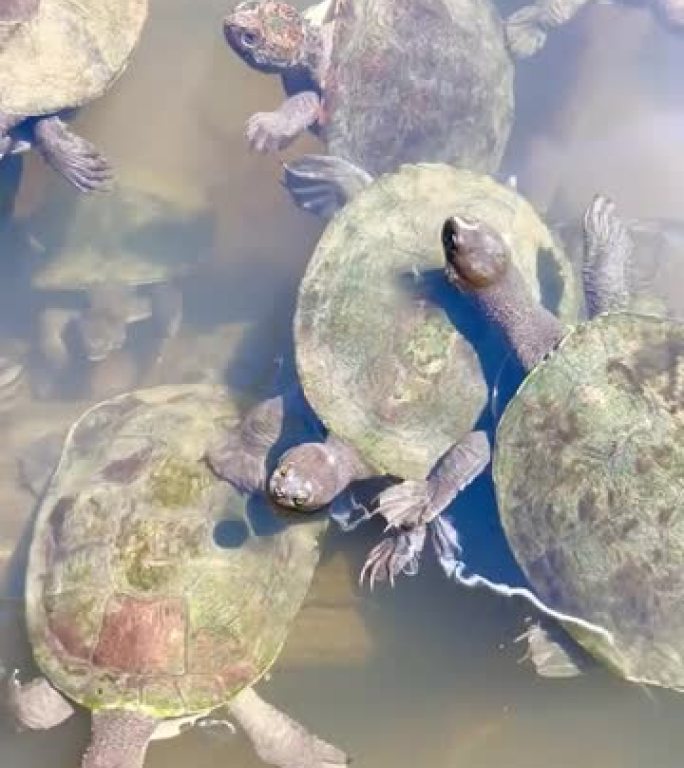 鳗鱼在多只海龟之间游泳的视频。有时乌龟会把鳗鱼推开。澳大利亚昆士兰州黄金海岸