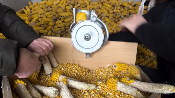 生产自制玉米粒
