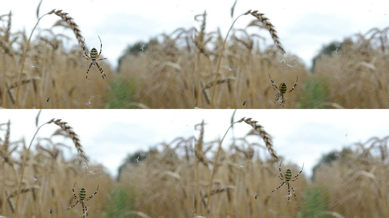 黄蜂蜘蛛走网移动风农业田麦穗