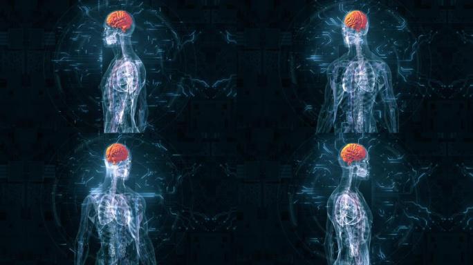 人脑解剖学神经系统结构脑部结构脑细胞科技