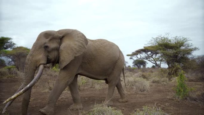 慢动作雄伟的大象漫步在肯尼亚安博塞利国家公园的大草原景观中