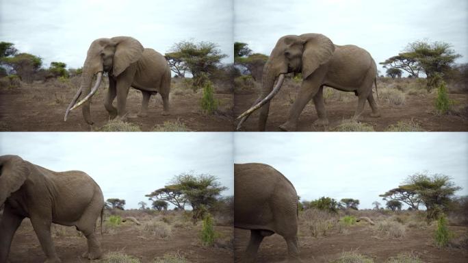 慢动作雄伟的大象漫步在肯尼亚安博塞利国家公园的大草原景观中