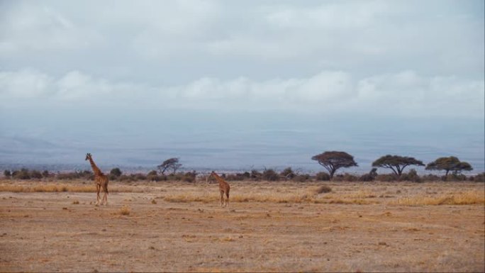 母亲和长颈鹿小牛穿越广阔的荒芜草原，寻找他们的牛群，肯尼亚安博塞利国家公园