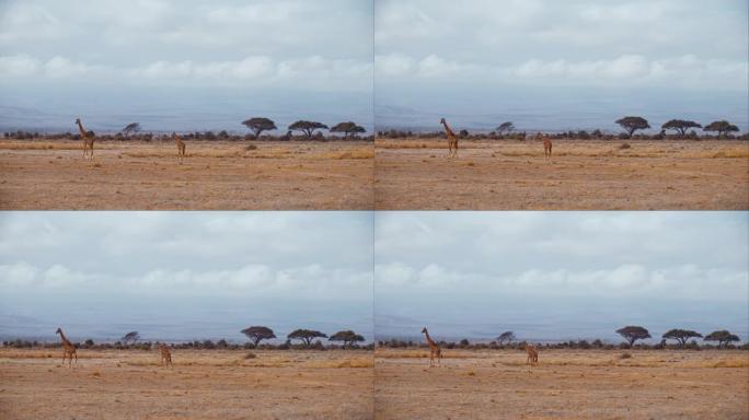 母亲和长颈鹿小牛穿越广阔的荒芜草原，寻找他们的牛群，肯尼亚安博塞利国家公园