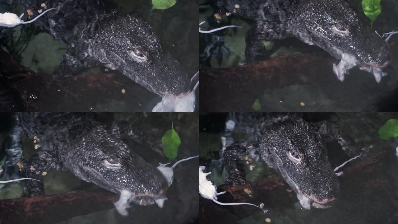 扬子鳄 (alligator sinensis) 吃水中的老鼠。中国特有的极度濒危鳄鱼。