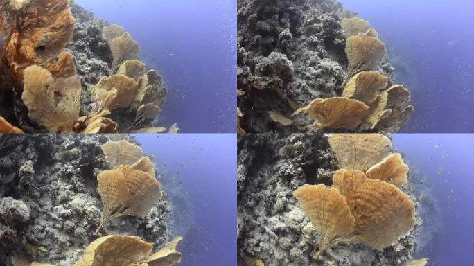 巨型海扇或歌尔哥尼亚扇珊瑚的殖民地。