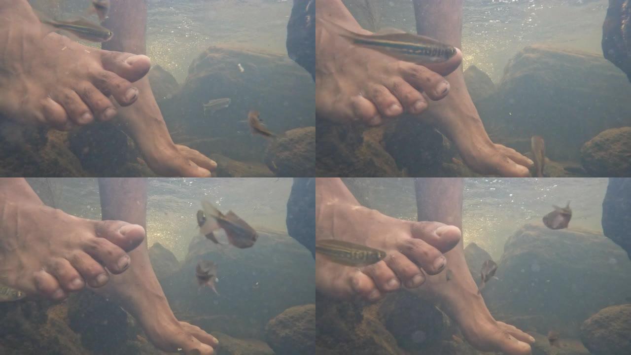 斯里兰卡山地自然溪流: 脚下啄食的本地鱼