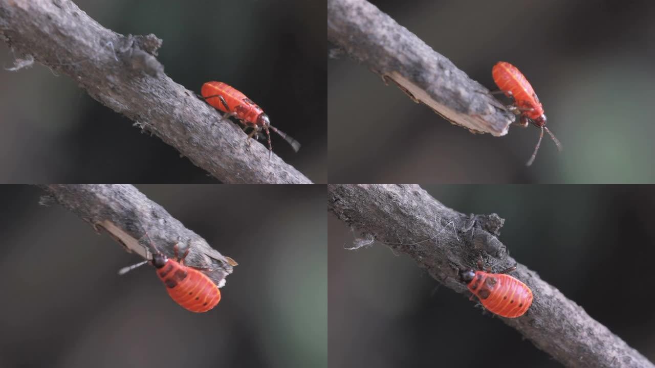 红虫在树枝上爬行