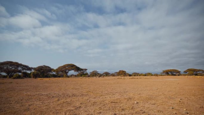 肯尼亚安博塞利国家公园大草原上的大树自然景观