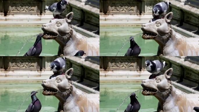 鸽子从喷泉里喝点水
