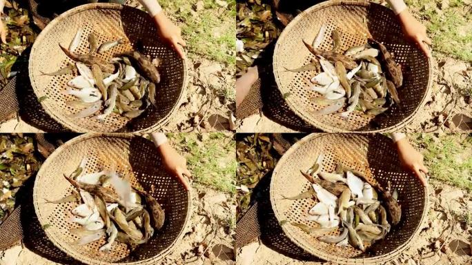 渔民在渔网中分类从水生植物中捕获的鱼，并将其保存在竹篮中