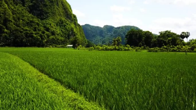 低角度航拍。倾斜无人机接近山背景的绿色稻田