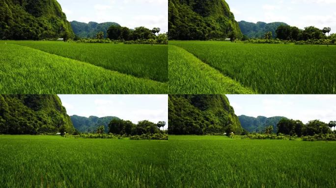 低角度航拍。倾斜无人机接近山背景的绿色稻田