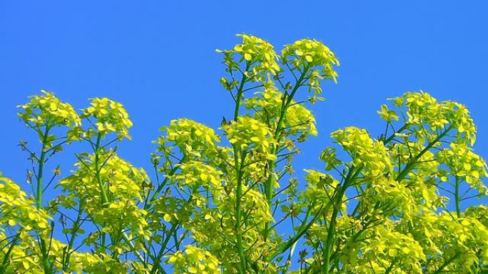 油菜籽开花