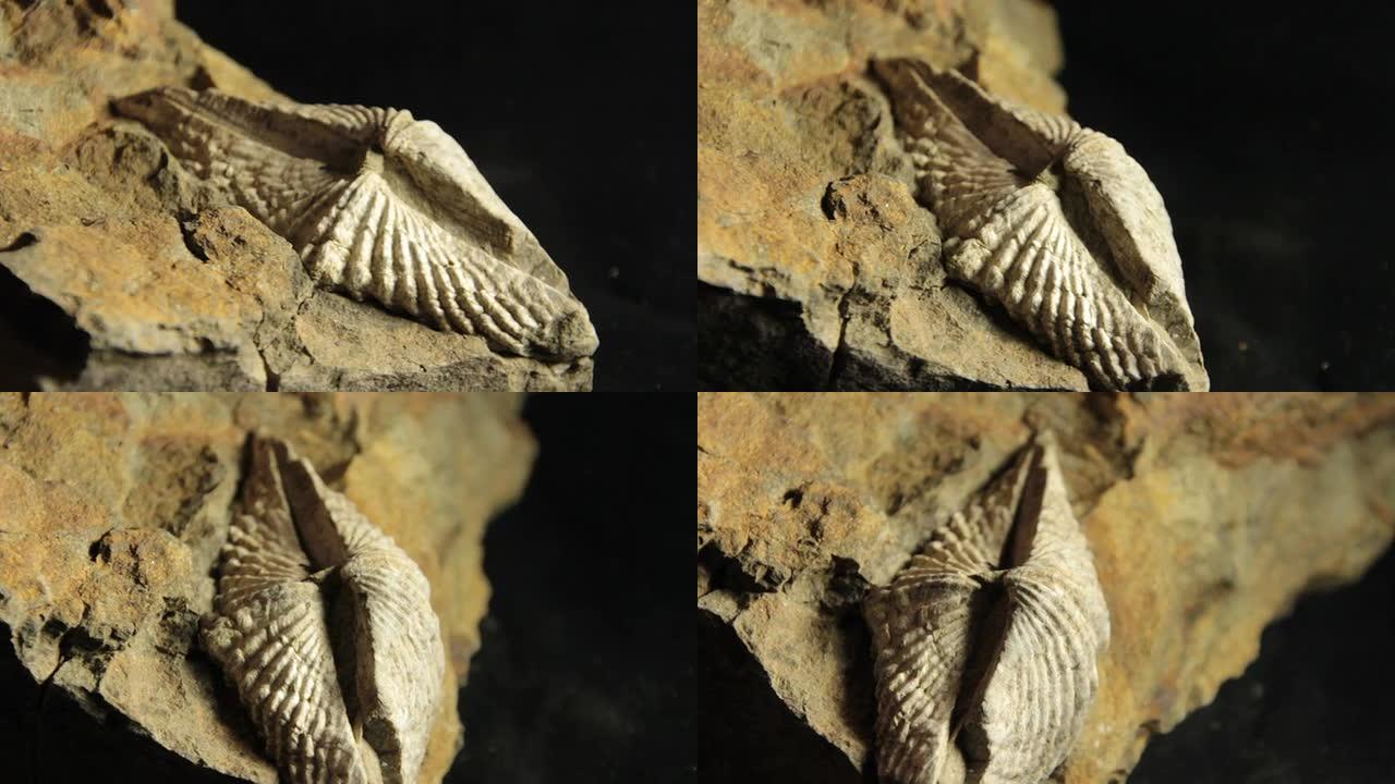 螺旋形腕足动物的化石