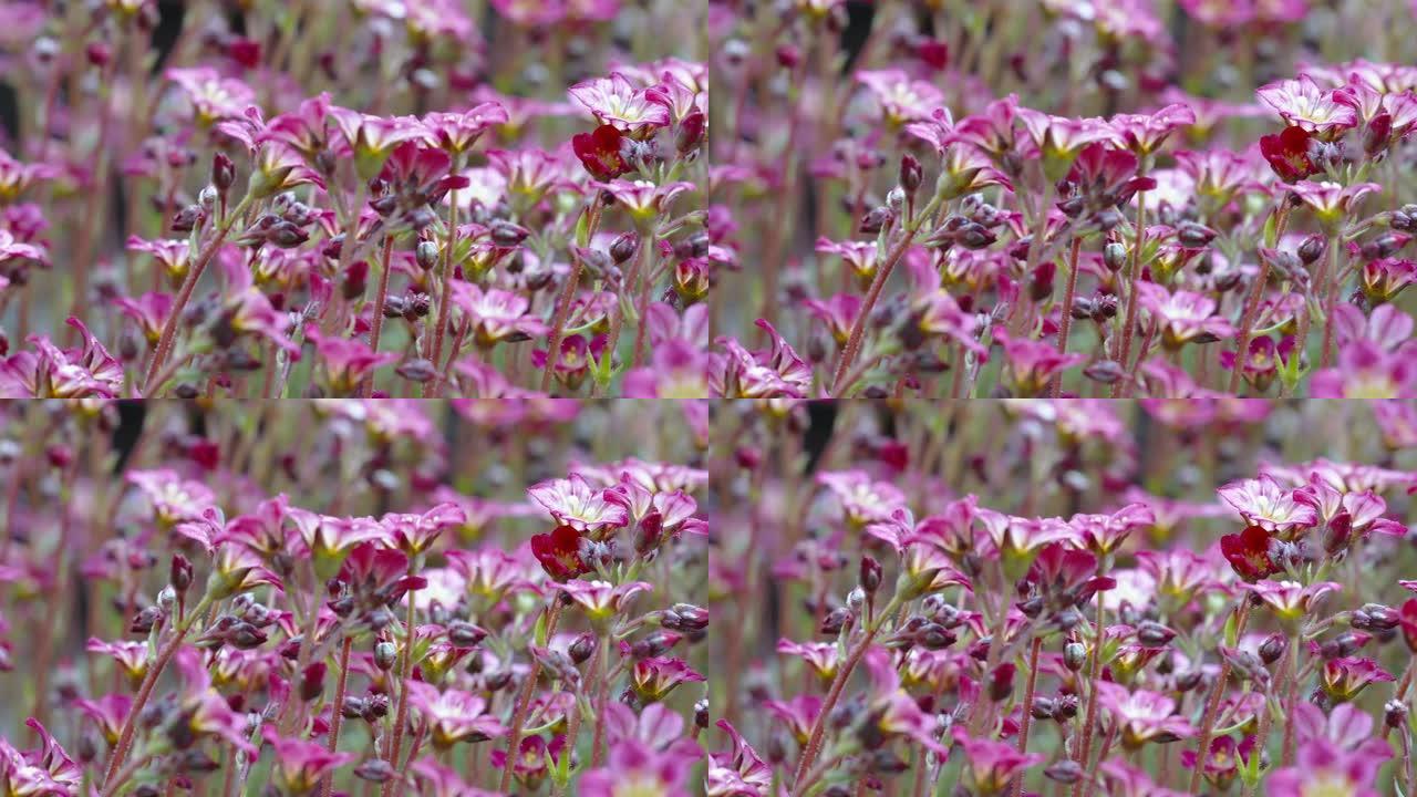 爱沙尼亚花园中的粉红色虎眼草花