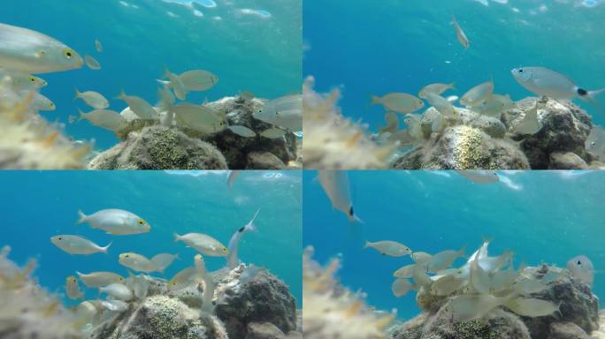 小白鱼在蓝色水中游泳的特写镜头