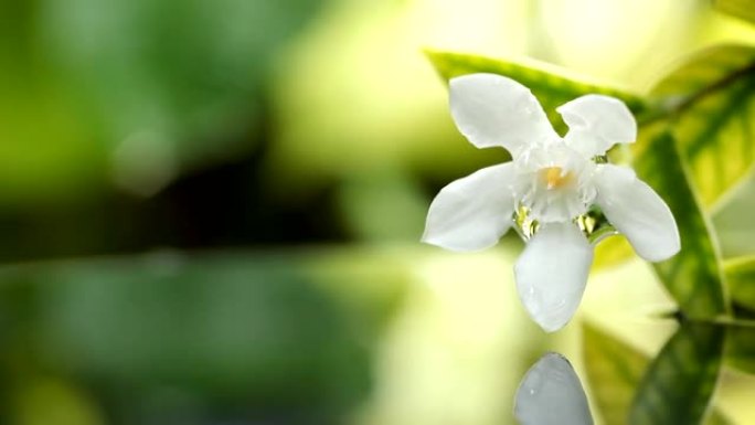 白花漂浮在水滴上