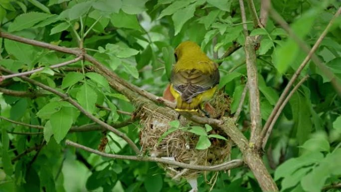 欧亚金黄鹂鸟在被绿叶包围的巢穴中喂养婴儿的特写镜头