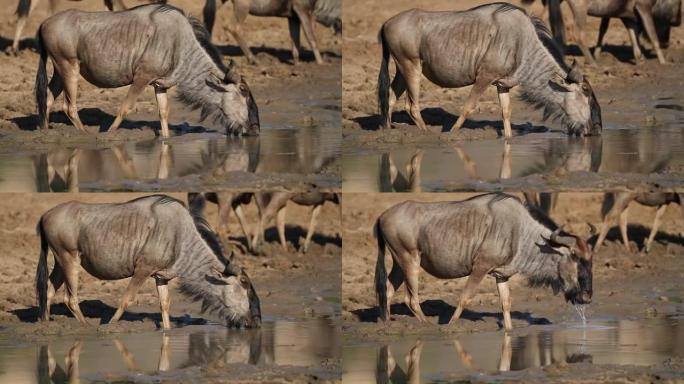 牛羚饮用水