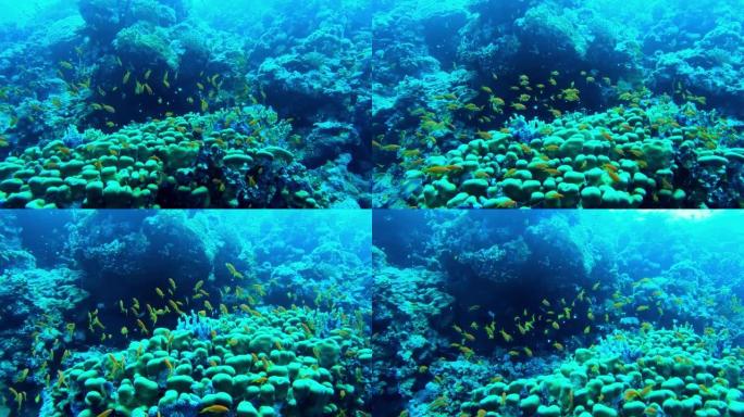 埃及红海底部的彩色珊瑚和小型外来鱼类