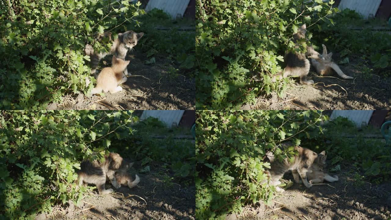 你将无法抗拒这只可爱的小猫在花园里玩耍的魅力。看着它在草地上扑来，嗅着蒲公英，在舒适的篮子里放松