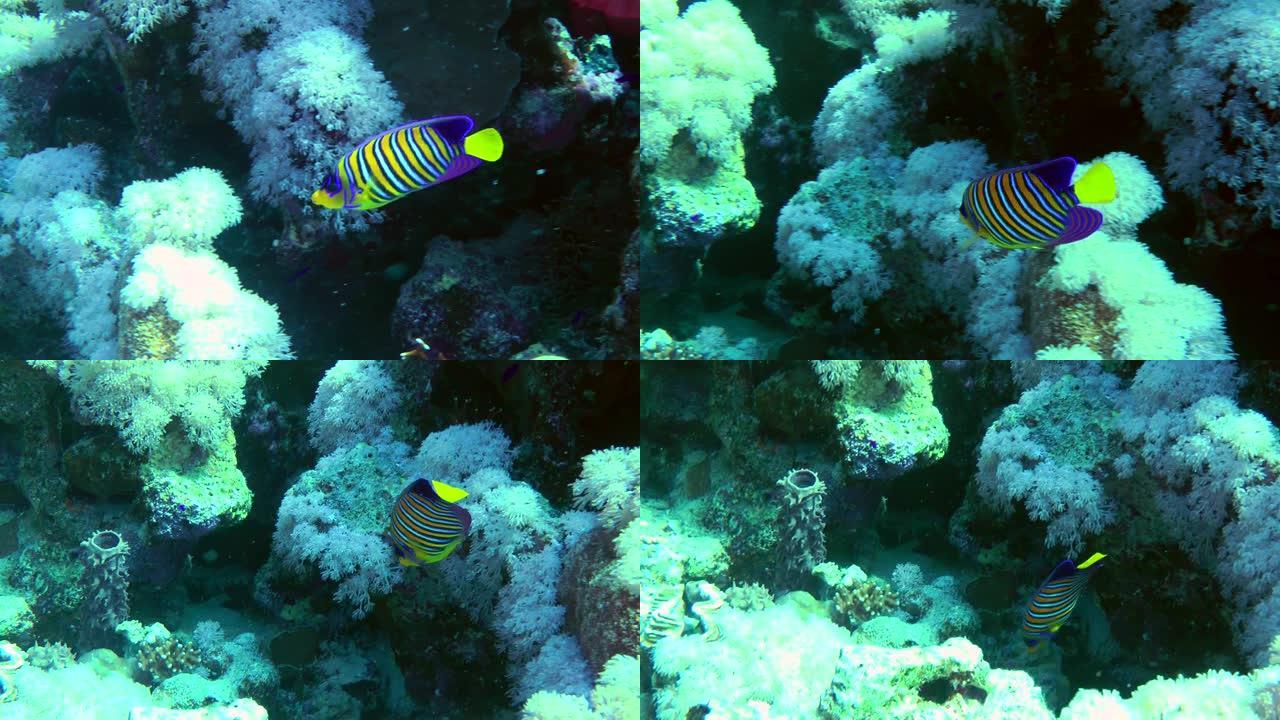 珊瑚礁背景下的神仙鱼。