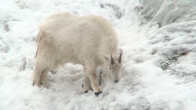 冬天在斜坡上的山羊宝宝