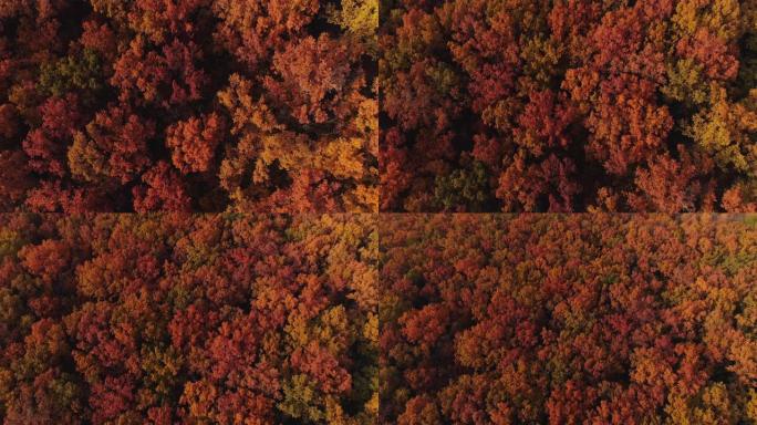 秋季森林空中拍摄红色橙色森林树木