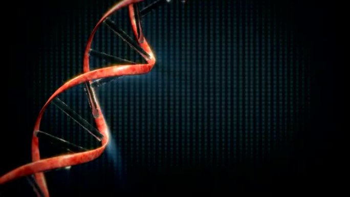 分子DNA，环