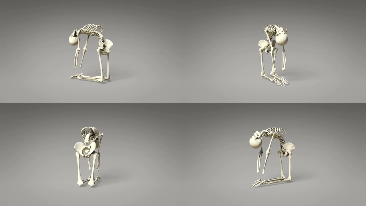 人体骨骼的瑜伽骆驼姿势