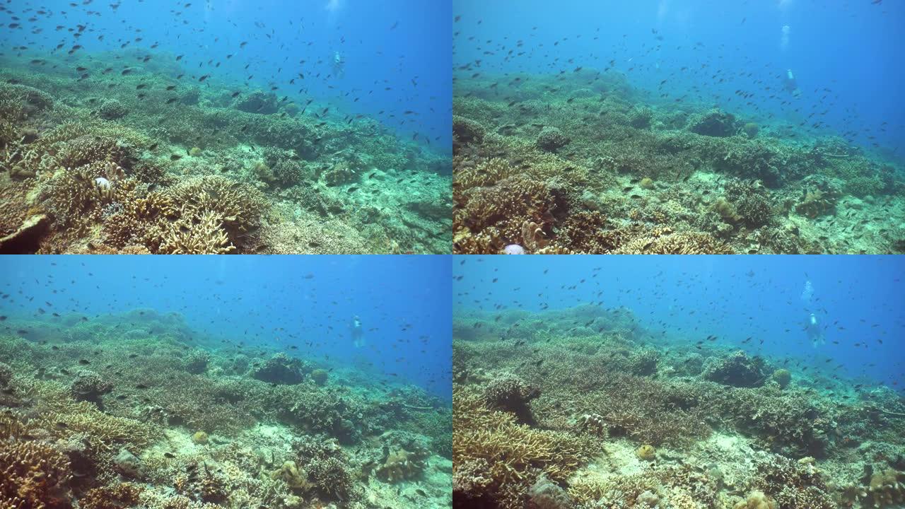 水下有鱼的珊瑚礁。西巴丹岛仙本那。马来西亚。