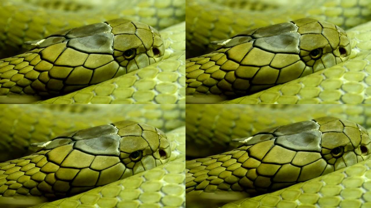 绿色闪亮的眼镜王蛇鳞片蜷缩在草地上