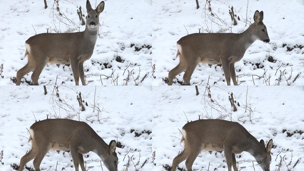 冬天的小鹿