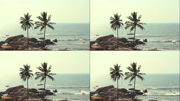 印度果阿流浪者海滩2013年2月20日。棕榈树