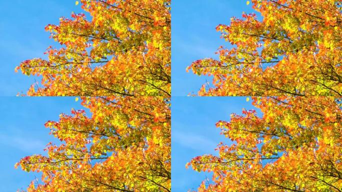 北卡罗来纳州蓝岭山脉的秋天颜色
