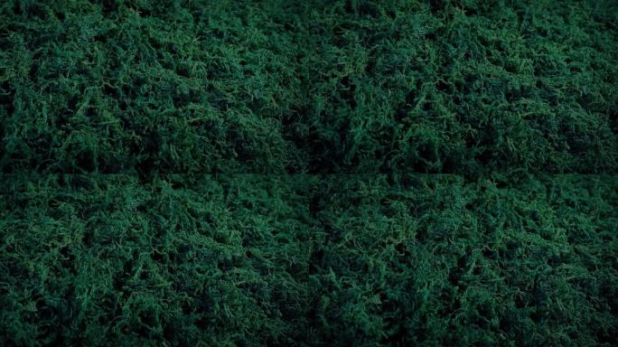 树林中的苔藓植物树林生长湿地