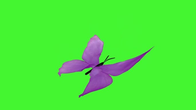 抽象的蝴蝶飞翔，在绿色的屏幕上拍打翅膀。蝴蝶，翅膀彩虹色。3D循环动画