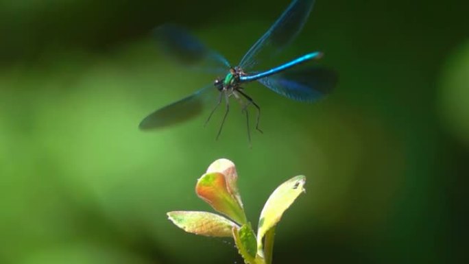 蓝蜻蜓蓝蜻蜓