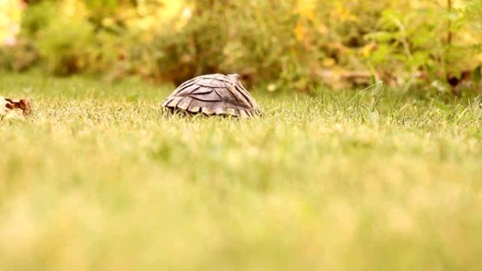 乌龟在绿草地上行走。